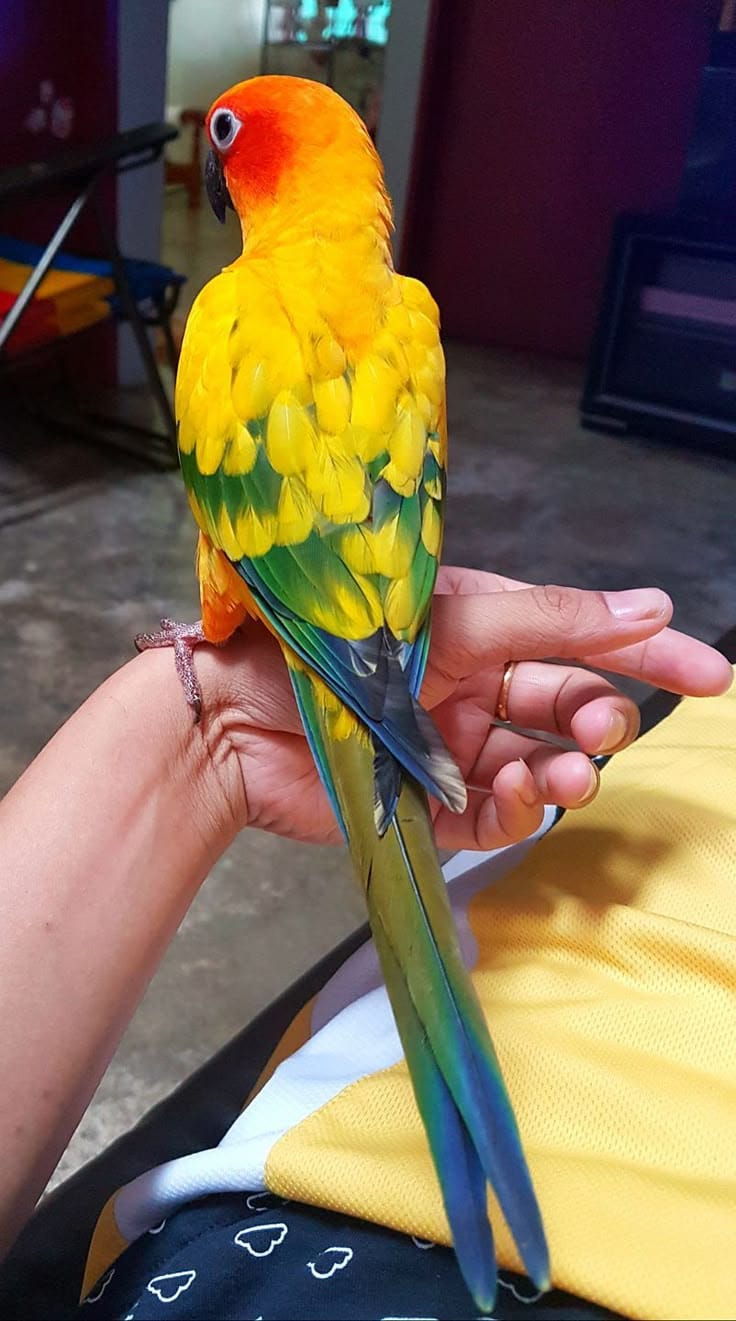 Conure Soleil sur la main